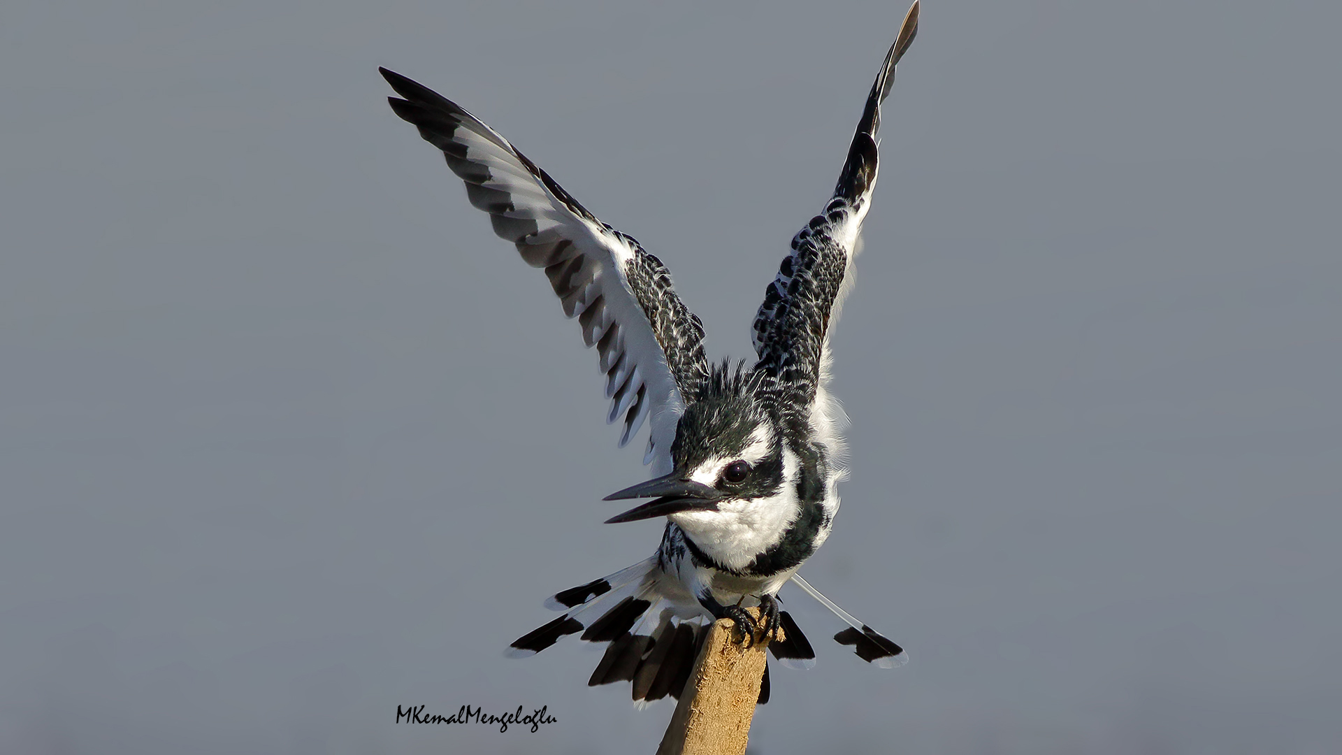 Pied Kingfisher